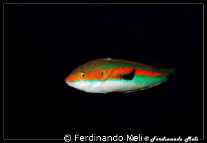 Coris julis. by Ferdinando Meli 